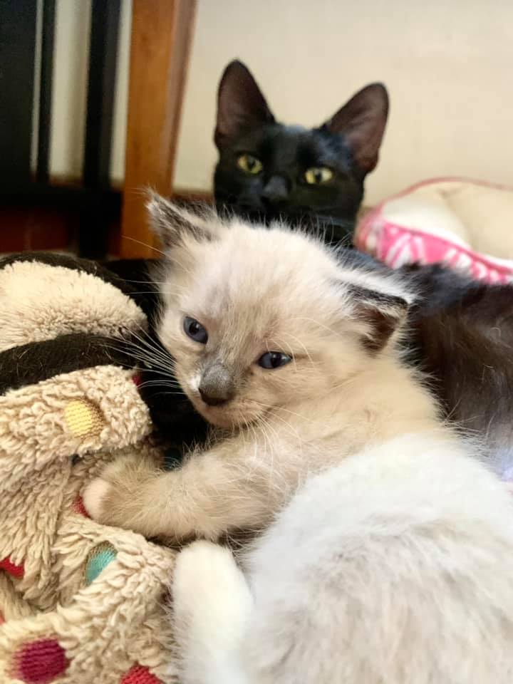 Foster Resources